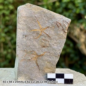 Fósil Estrellas Frágiles (Ophiura) - Ordovícico Valle del Draa Marruecos, Plato Estrella de Mar - Imagen 1 de 1