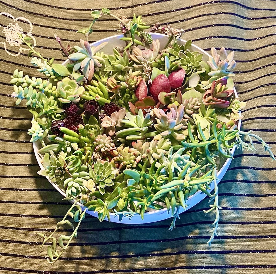 15 Live 1-4” Succulent Cuttings Home Garden, SEE DESCRIPTION & Photos - Image 1 of 4