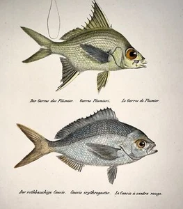 1833 H. Schinz (1777-1861) CAESIO FISH Gerres Aphareus Handcol. stone lithograph - Picture 1 of 4