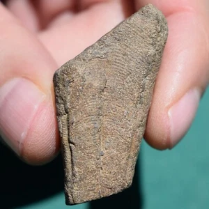 Conulariid Fossil from Devonian of Bolivia Conularia bisulcata - Picture 1 of 13