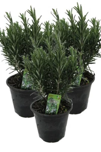 3er Set XXL italienischer Rosmarin im Topf - Rosmarinus officinalis - Bild 1 von 2