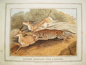 Antilopenjagd mit Panther Jagd altkolorierter Kupferstich in Aquatinta 1813 nr2 - Picture 1 of 1