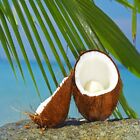 Coconut Fragrance Oil Soap & Candle Making Supplies **Free Shipping**