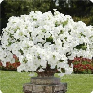 PETUNIA BLANCA TRAILING (1000 SEMILLAS) - Imagen 1 de 2