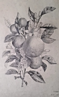 Nature morte fruits dessin original crayon signée et datée 1881 papier filigrane - Photo 1/4