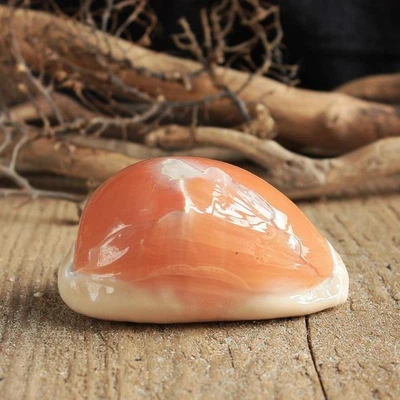 Golden Cowrie Shell | Cypraea Aurantium 8 cm | Beach Shell - Image 1 of 4