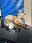 Real RED FOX MOUNT Taxidermy