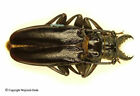 Anthracocentrus arabicus - male 44-45mm, nice, very rare