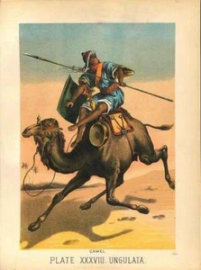 Original Antique 1880 Chromolithograph CAMEL [xxxviii] - Picture 1 of 1