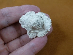 (F397-3) Fossil Stony Dichocoenia tuberosa coral Duncan display specimen Florida - Picture 1 of 1