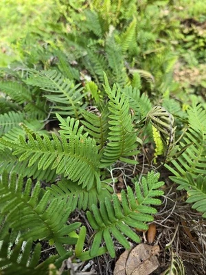 12" RESURRECTION FERN Plant Best Deal Fast Shipping.  - Image 1 of 2