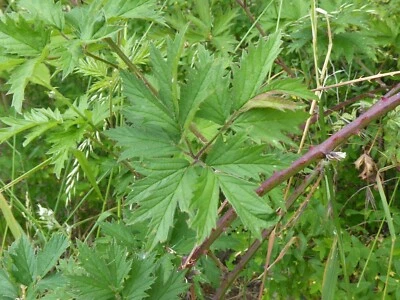 Schlitzblättrige Brombeere Rubus laciniatus große Früchte 10 Samen - Bild 1 von 3