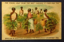 Vintage Postcard. English and Scottish Co-operative Wholesale Societies Tea (N)