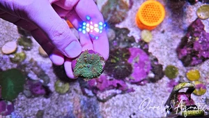x1 Tequlia Sunrise Mushroom (~1" Wide) softies RARE Corals Reef - Picture 1 of 3