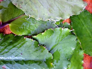20 plantas de aire de hoja milagrosa RARAS KALANCHOE PINNATA enraizadas Bryophyllum Pinnatum - Imagen 1 de 7