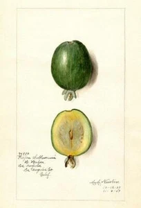 Feijoa - Acca Sellowiana - 1909 - Fruit Illustration Magnet - Picture 1 of 2