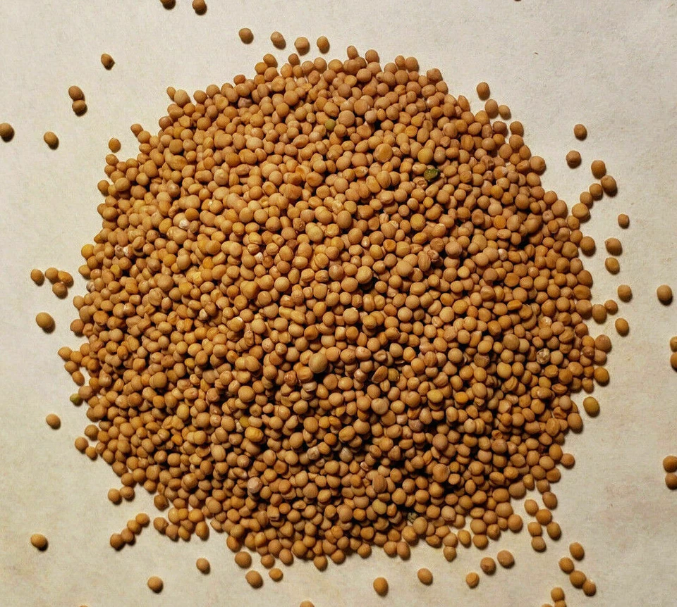 Semillas de mostaza amarilla entera a granel, veganas, condimentos, especias (selecciona el tamaño a continuación) Foto 1 de 1