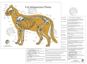 Cat Acupressure Acupuncture Chart 8.5" X 11" Feline Veterinary Holistic - Picture 1 of 2