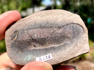 NÓDULO HOJA DE HELECHO de las MINAS DE CARBÓN INDIANA - 2 1/2 pulgadas - Imagen 1 de 5