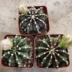 1 Stück 4-6cm mit eigenen Wurzeln Gymnocalycium mihanovichii LB2178 seltene Kakteen - Bild 1 von 3