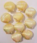 10 Craft Plastic Hinged Seashells Clam Shells Nautical Mermaid Party Decoration