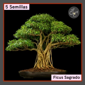 5 Semillas seed graine semi☘️FICUS SAGRADO☘️ ideal bonsais yamadoris - Imagen 1 de 1