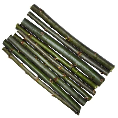 30 Austree Hybrid Willow Trees Fast Growing Shade Windbreak Cuttings FAST SHIP - Image 1 of 4