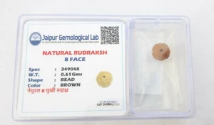 8 Mukhi Rudraksha/ Eight Face Rudraksh Nepal Bead Lab Certified - Picture 1 of 5