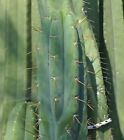 Malo 2 OP cactus seeds 100 count