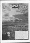1910 Antique Print - ADVERTISING Oxo Cattle Farms Beef  (208)