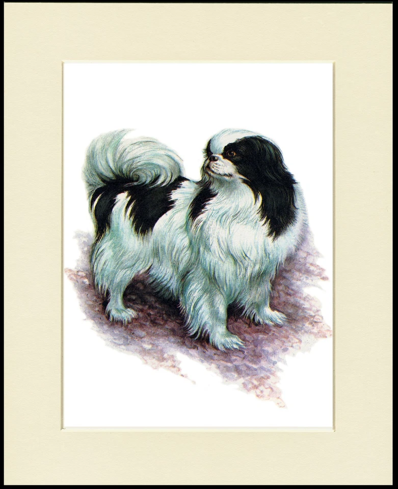 JAPANESE CHIN GREAT LITTLE DOG PRINT MOUNTED READY TO FRAME - Image 1 of 1