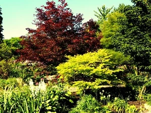 Fächerahorn Ahorn Acer palmatum 'Bloodgood' 40 - 60 cm im 3 Liter Container - Bild 1 von 1
