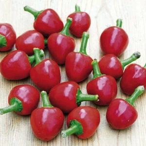  CHERRY BOMB GUINDILLA CEREZA 30 SEMILLAS PEPPER  SEED MUY PICANTE - Bild 1 von 3