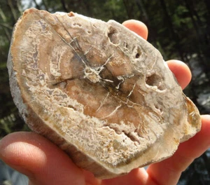 PETRIFIED WOOD BEAUTIFUL NATURAL EDGE POLISHED FOSSIL MINERAL SLAB MADAGASCAR - Picture 1 of 8