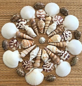 41 PIECE MEDLEY OF BEAUTIFUL MEDIUM CRAFTING SHELLS - Picture 1 of 6