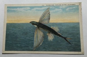Flying Fish, Catalina Island, California. Postcard (D3) - Picture 1 of 2