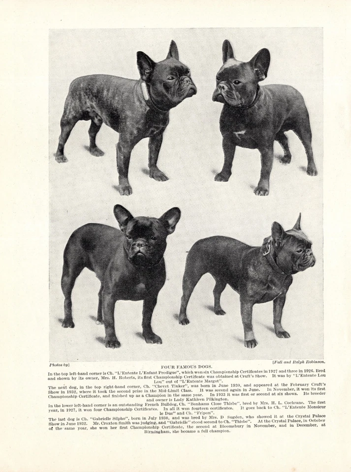 1930-е Винтажный Французский Бульдог Печать Четыре Знаменитые Собаки Французские Собаки Печать 6278j - Изображение 1 из 1