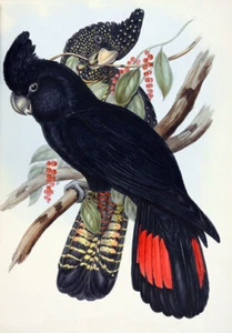 VINTAGE BLACK COCKATOO ART * LARGE A3 SIZE QUALITY CANVAS PRINT - Picture 1 of 1