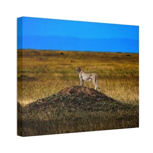 Quintessential Serengeti Cheetah on her throne! What a sight to behold! - Picture 1 of 5