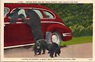 Mother Bear and 3 Cubs, Old car, Smoky Mountains Tennessee - Linen Postcard