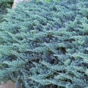 Juniperus Blue Chip Dense Spreading Hardy Evergreen Groundcover Conifer Plant - Picture 1 of 12