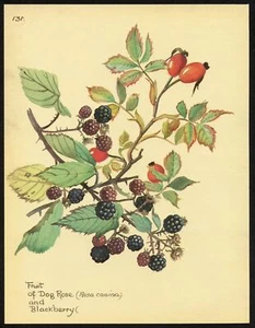 Edith Holden BLACKBERRIES vintage repro 1906 botanical print - Picture 1 of 3