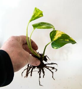 Devils Ivy | Golden Pothos Plant Cuttings -  Rooted 