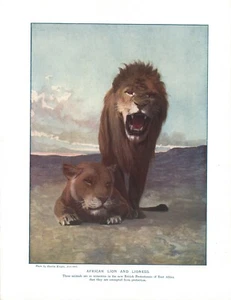 ALTER ORIGINAL ANTIKER FARBKUNSTDRUCK 1902 DER AFRIKANISCHE LÖWE & LÖWIN - Bild 1 von 1