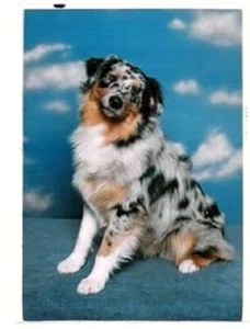 Australian Shepherds by Joseph Hartnagle **Like New** - Picture 1 of 4