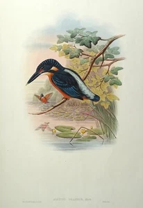 Antique Bird Print KINGFISHER, Alcedo Grandis Original JOHN GOULD c1860 - Picture 1 of 3