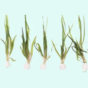 BUY 2 GET 1 FREE Cryptocoryne Crypt Balansae Medium Live Aquarium Plants - Picture 1 of 12