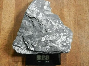 St. Clair Fossilien auf schwarzem Schiefer #3 - Bild 1 von 4