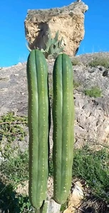 Pachanoi, San🌵Pedro 55 cm 'MEMORIA' cuttings XXL from SPAIN - Zdjęcie 1 z 23