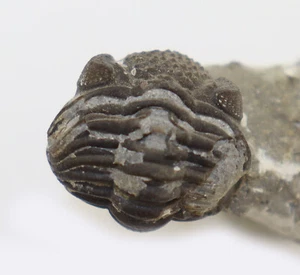 Trilobit, Geesops Schlotheimi, Devon, Eifel, Gees, Gerolstein, Eifel, BRD-L256 - Foto 1 di 10